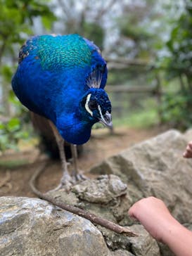 ネオパークオキナワに投稿された画像（2022/3/27）