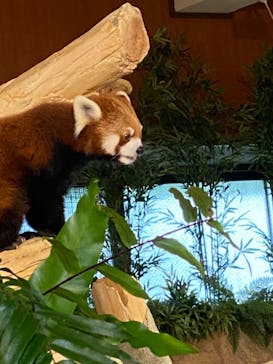 ネオパークオキナワに投稿された画像（2022/3/27）