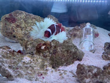 マクセル アクアパーク品川に投稿された画像（2022/3/27）