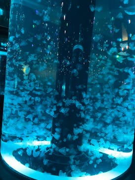 マクセル アクアパーク品川に投稿された画像（2022/3/27）