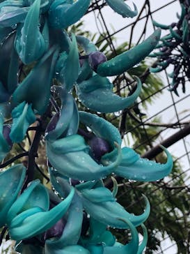 美らヤシパークオキナワ・東南植物楽園に投稿された画像（2022/3/27）