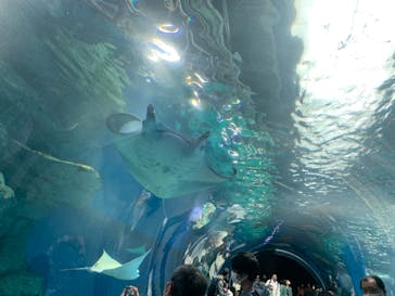 マクセル アクアパーク品川に投稿された画像（2022/3/27）