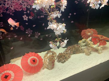 マクセル アクアパーク品川に投稿された画像（2022/3/27）