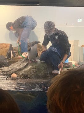 マクセル アクアパーク品川に投稿された画像（2022/3/27）