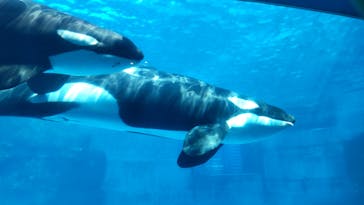 名古屋港水族館に投稿された画像（2022/3/27）