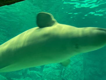 名古屋港水族館に投稿された画像（2022/3/27）