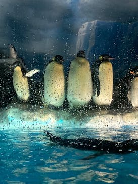 名古屋港水族館に投稿された画像（2022/3/27）