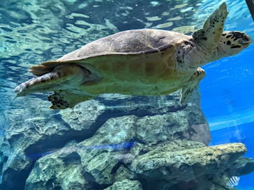 名古屋港水族館に投稿された画像（2022/3/27）