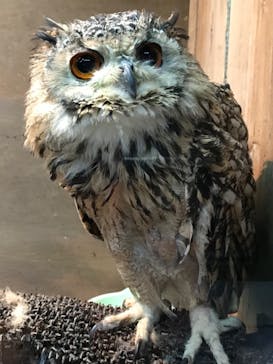 富士花鳥園に投稿された画像（2022/3/27）