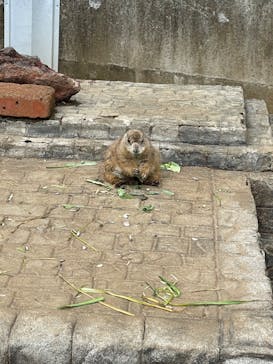 伊豆シャボテン動物公園に投稿された画像（2022/3/27）