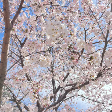 天王寺動物園に投稿された画像（2022/3/27）
