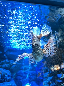 名古屋港水族館に投稿された画像（2022/3/27）