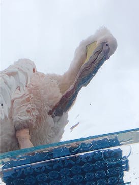 サンシャイン水族館に投稿された画像（2022/3/28）