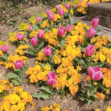 安城産業文化公園デンパークに投稿された画像（2022/3/28）