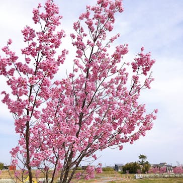 安城産業文化公園デンパークに投稿された画像（2022/3/28）