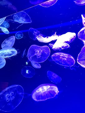 名古屋港水族館に投稿された画像（2022/3/28）