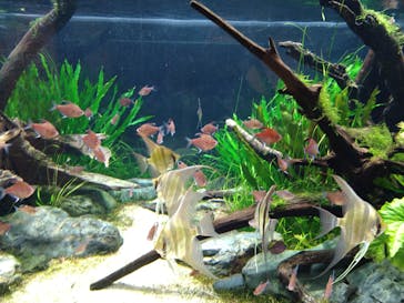 カワスイ 川崎⽔族館に投稿された画像（2022/3/28）