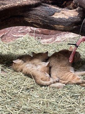 那須どうぶつ王国に投稿された画像（2022/3/28）