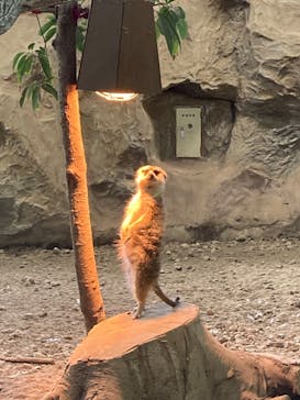 那須どうぶつ王国に投稿された画像（2022/3/28）