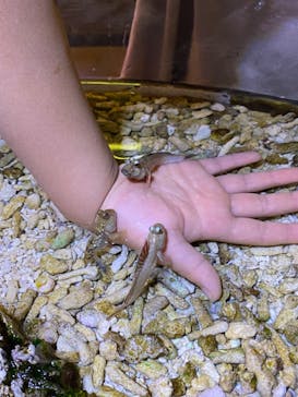 ゼロ距離水族館 伊勢シーパラダイスに投稿された画像（2022/3/28）