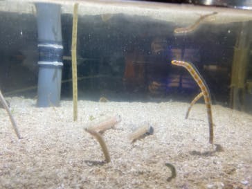 ゼロ距離水族館 伊勢シーパラダイスに投稿された画像（2022/3/28）