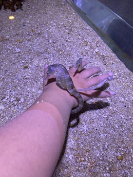 ゼロ距離水族館 伊勢シーパラダイスに投稿された画像（2022/3/28）