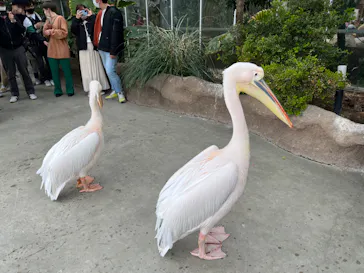 神戸どうぶつ王国に投稿された画像（2022/3/28）