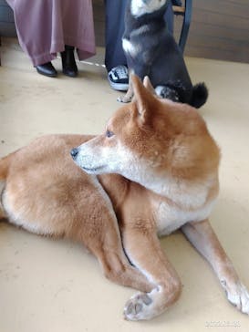 世界の名犬牧場に投稿された画像（2022/3/28）