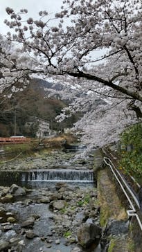箱根湯本温泉 天成園に投稿された画像（2022/3/28）