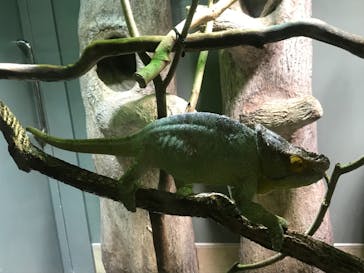 カワスイ 川崎⽔族館に投稿された画像（2022/3/28）