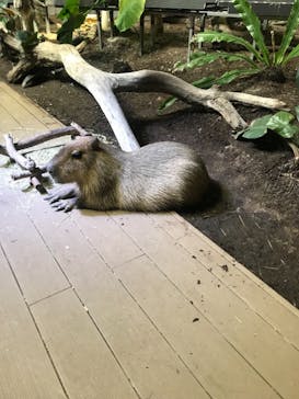 カワスイ 川崎⽔族館に投稿された画像（2022/3/28）