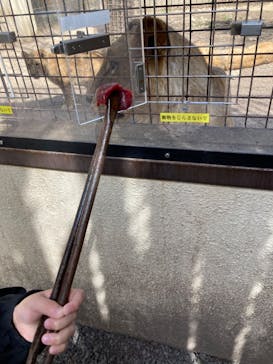 群馬サファリパークに投稿された画像（2022/3/28）