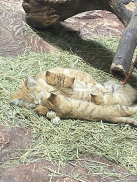 那須どうぶつ王国に投稿された画像（2022/3/28）