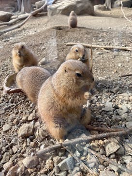 那須どうぶつ王国に投稿された画像（2022/3/28）