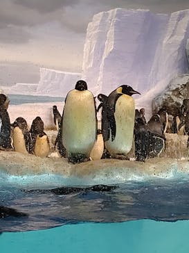 名古屋港水族館に投稿された画像（2022/3/28）