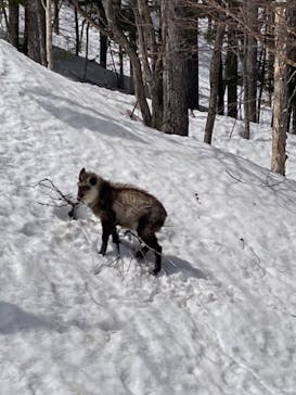 Mt.乗鞍スノーリゾートに投稿された画像（2022/3/28）