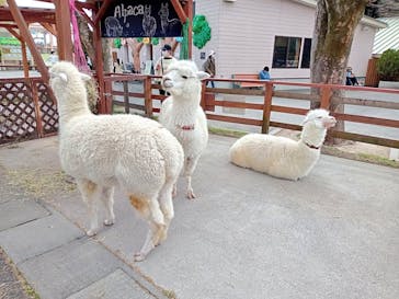 東武動物公園に投稿された画像（2022/3/28）