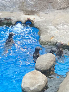 横浜・八景島シーパラダイスに投稿された画像（2022/3/28）