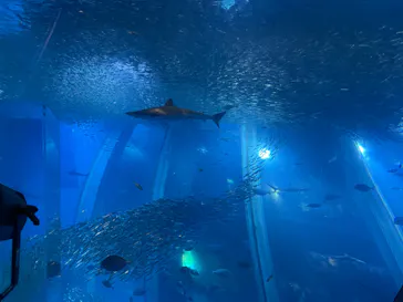 横浜・八景島シーパラダイスに投稿された画像（2022/3/28）