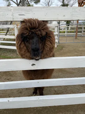 神戸どうぶつ王国に投稿された画像（2022/3/28）