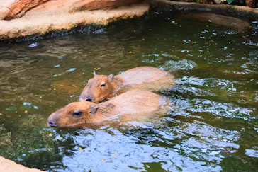 神戸どうぶつ王国に投稿された画像（2022/3/28）