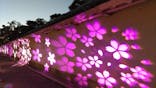 NAKED FLOWERS 2022 -桜- 世界遺産・二条城に投稿された画像（2022/3/28）