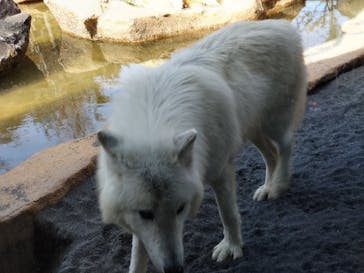 那須どうぶつ王国に投稿された画像（2022/3/28）