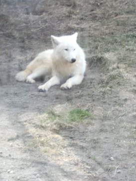 那須どうぶつ王国に投稿された画像（2022/3/28）