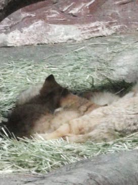 那須どうぶつ王国に投稿された画像（2022/3/28）