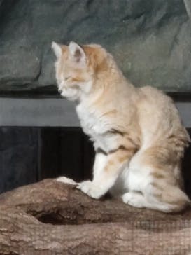 那須どうぶつ王国に投稿された画像（2022/3/28）