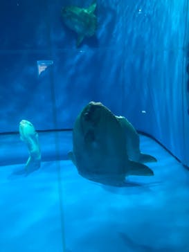 アクアワールド茨城県大洗水族館に投稿された画像（2022/3/28）