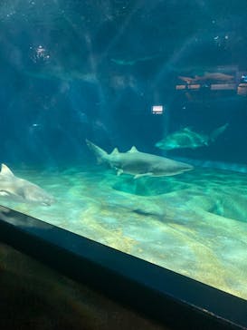 アクアワールド茨城県大洗水族館に投稿された画像（2022/3/28）