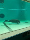沖縄美ら海水族館に投稿された画像（2022/3/28）