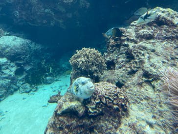 沖縄美ら海水族館に投稿された画像（2022/3/28）